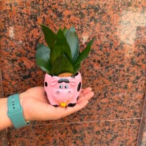 Mini sansevieria en maceta