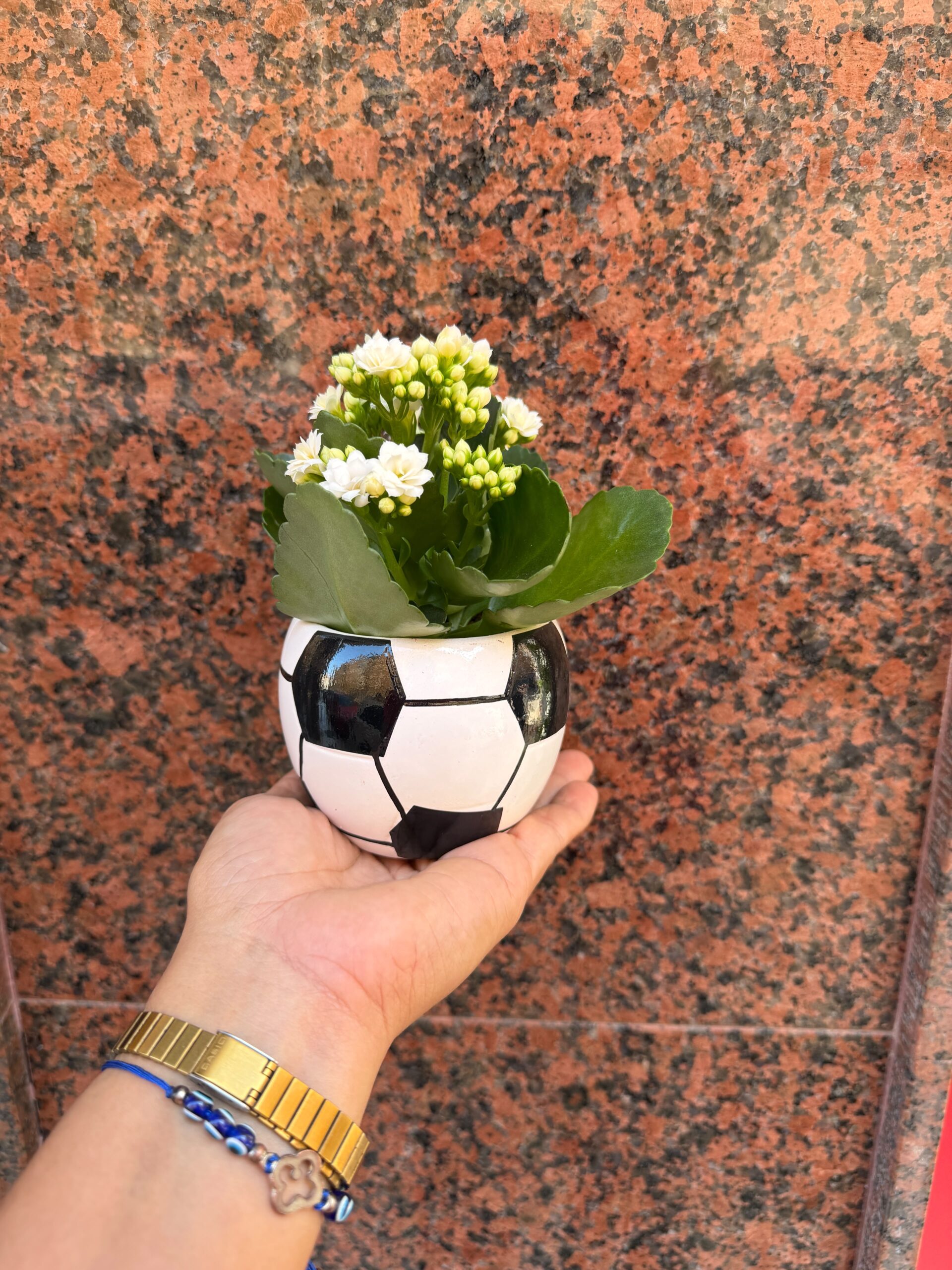Planta kalanchoe en maceta de futbol - Imagen 2