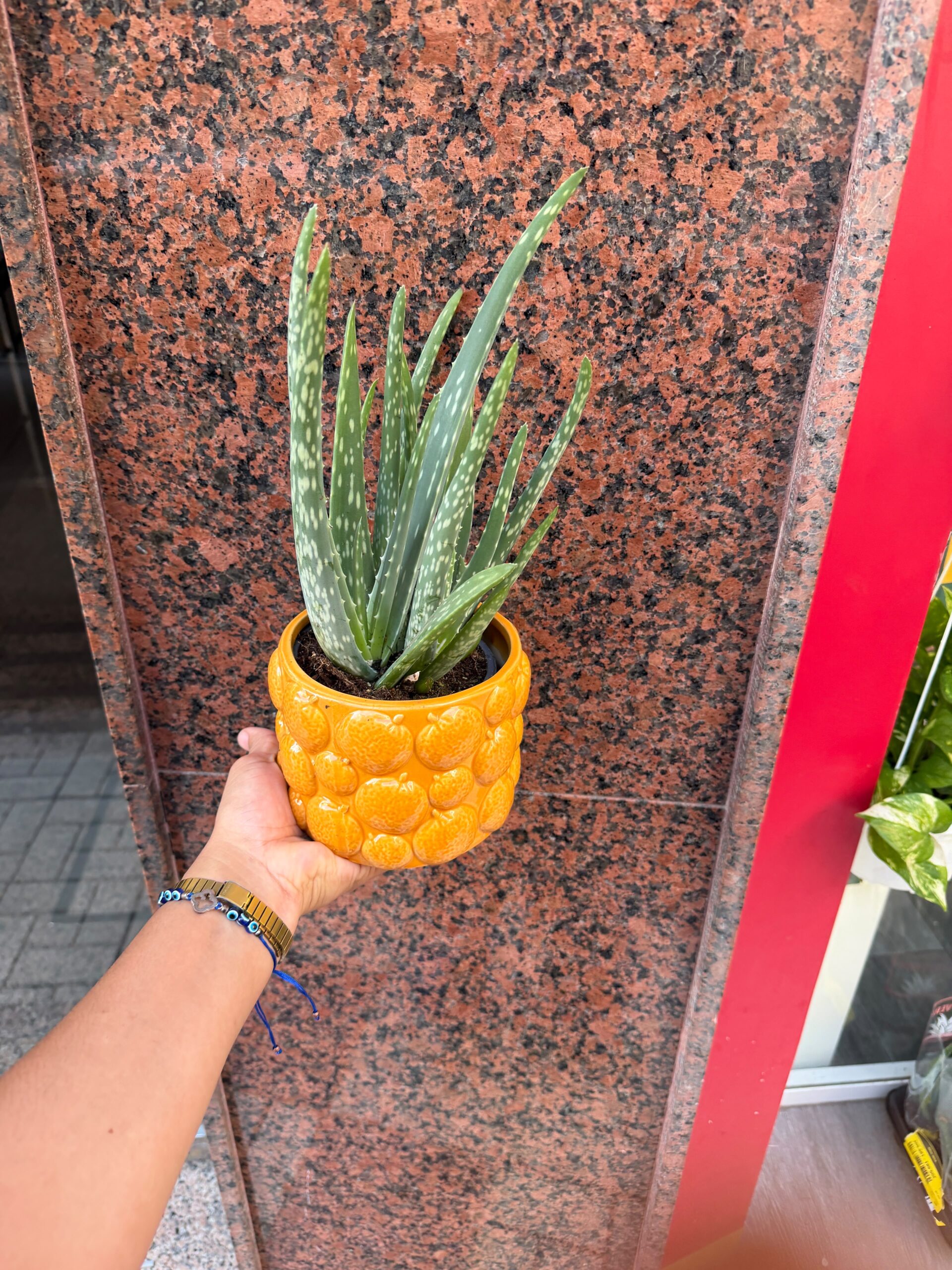 Planta Aloe Vera - Imagen 3