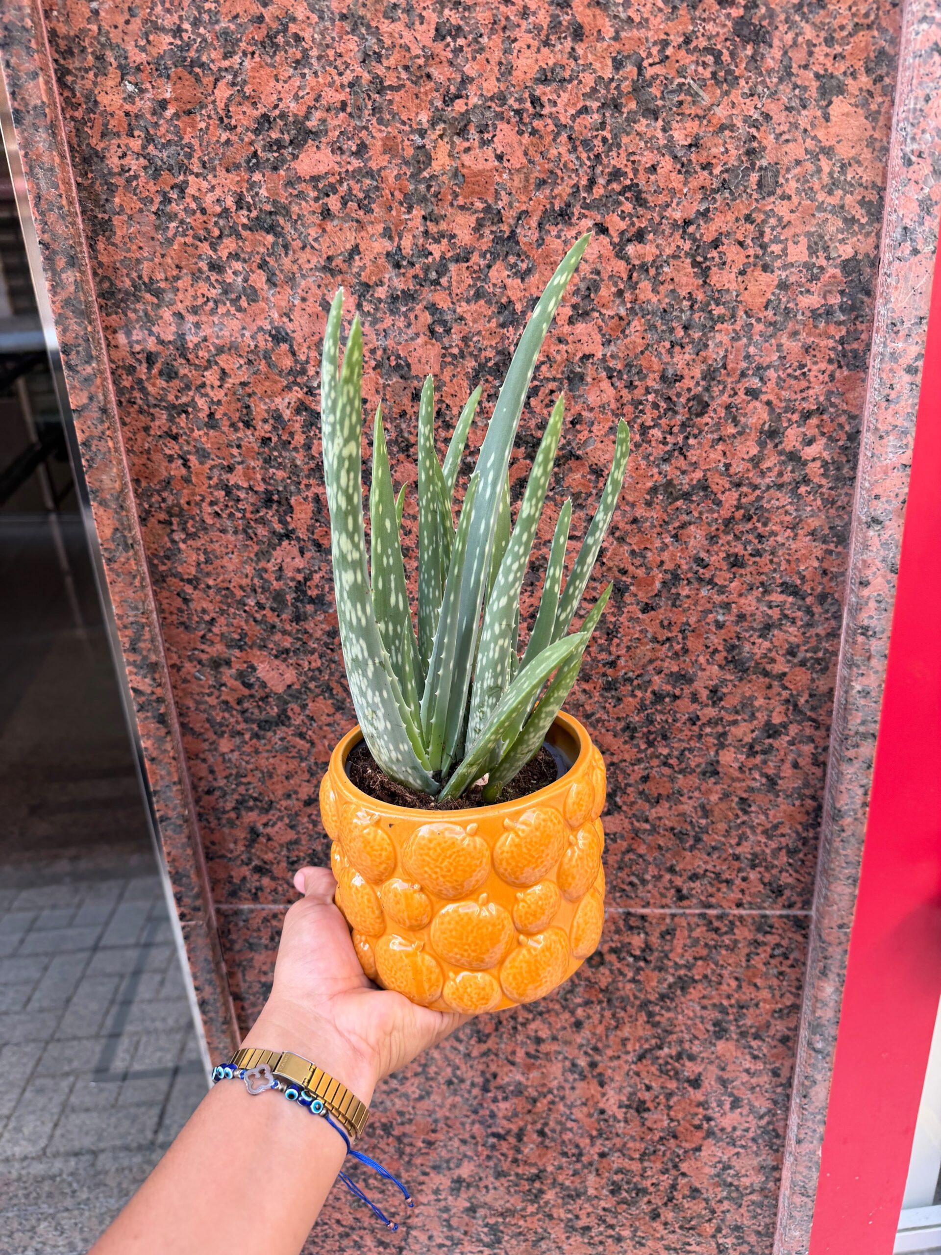 Planta Aloe Vera - Imagen 2