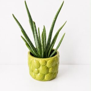 Planta Aloe Vera