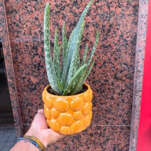 Planta Aloe Vera