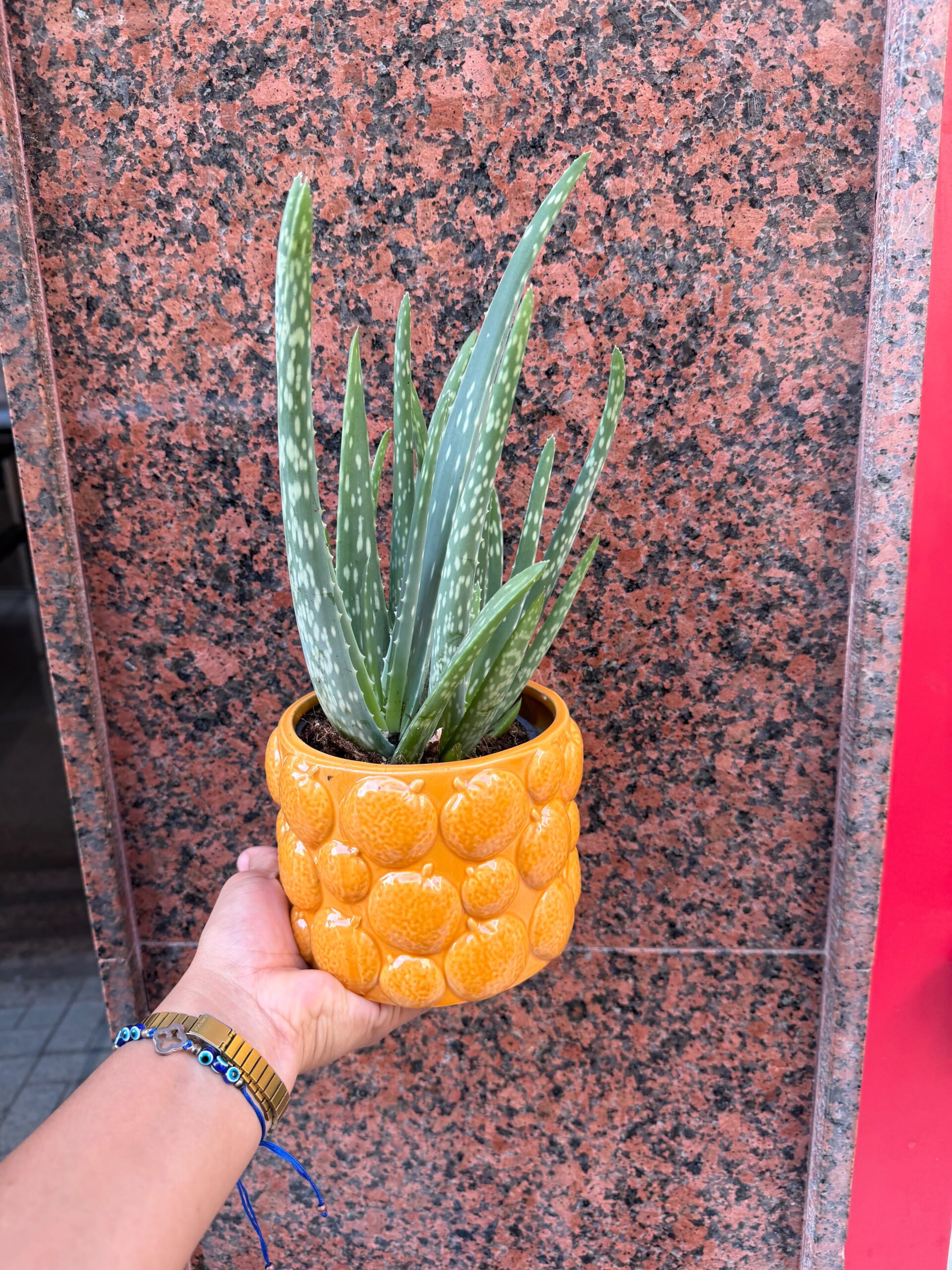 Planta Aloe Vera