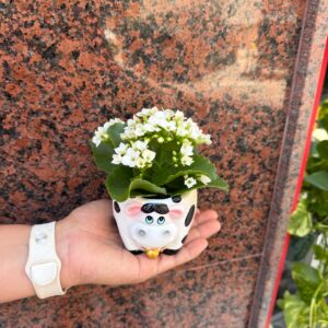 Planta Kalanchoe en maceta de cerámica con forma de vaca 0100