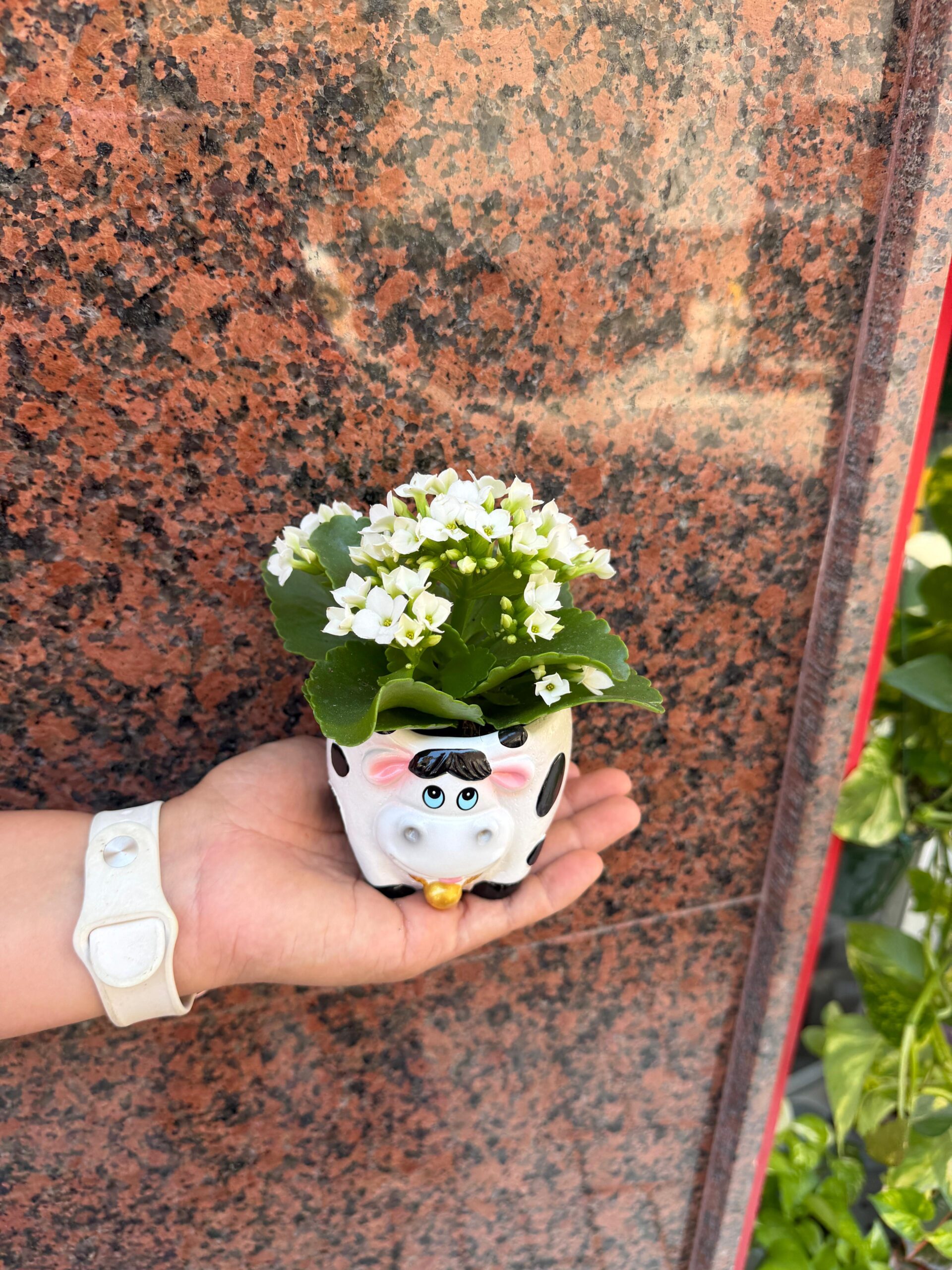 Planta Kalanchoe en maceta de cerámica con forma de vaca 0100