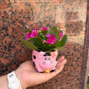Planta Kalanchoe en maceta de cerámica con forma de vaca 0200