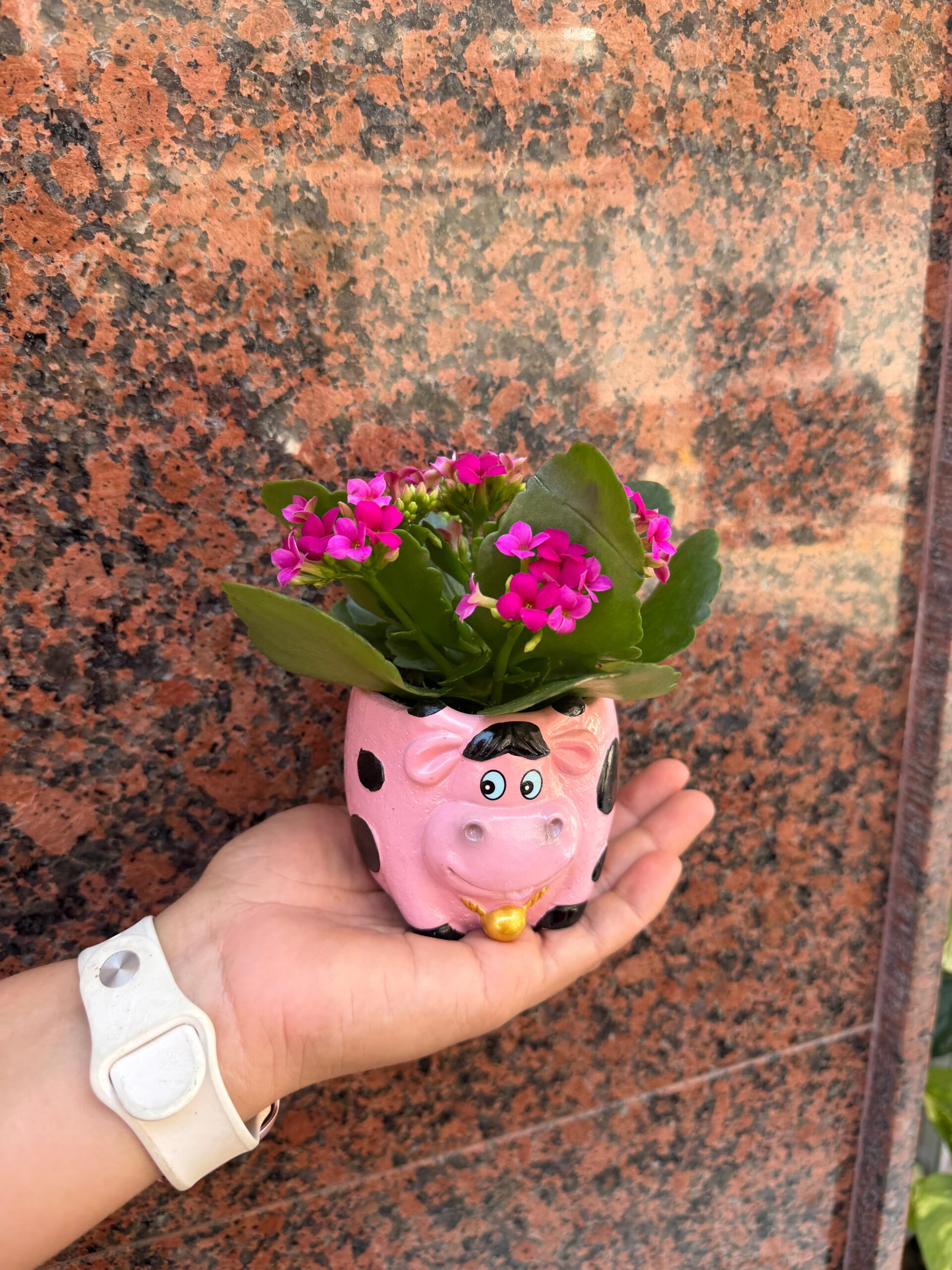 Planta Kalanchoe en maceta de cerámica con forma de vaca 0200