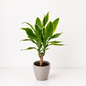 Planta Tronco Brasil