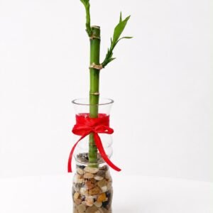 Lucky Bamboo Solitario 🍀
