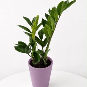 Planta zamioculca maceta Lila