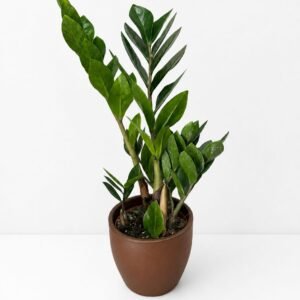 Planta zamioculca maceta Marrón