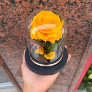 Rosa Amarilla preservada en cúpula mediana