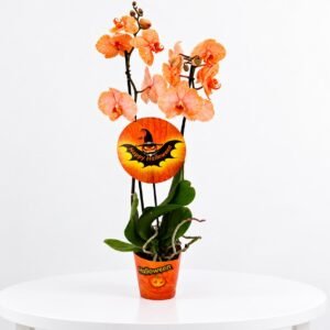 Orquídea phalaenosis Especial Halloween 🎃