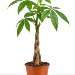 Planta pachira