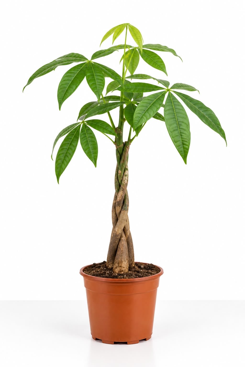 Planta pachira